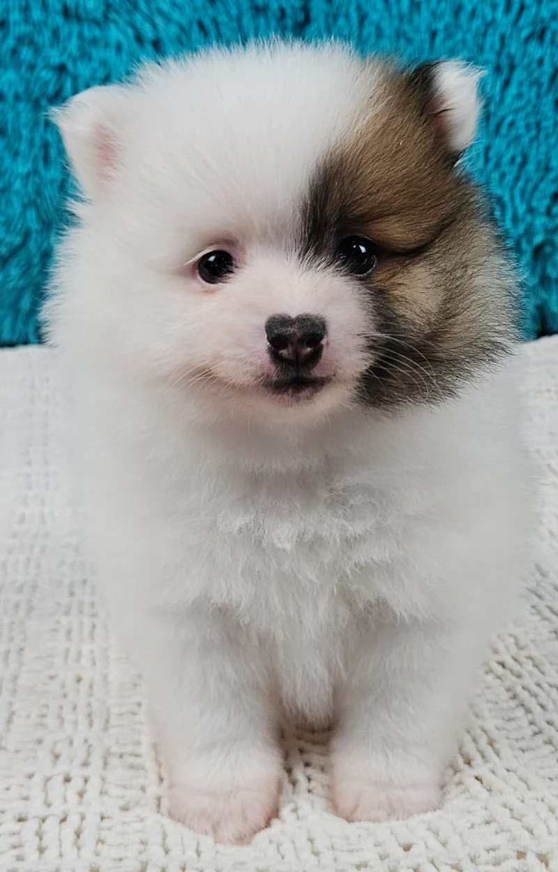 Arctic