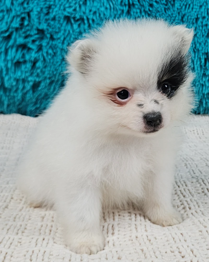 Arlo