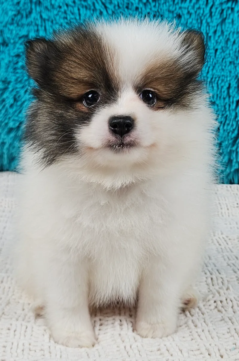 Cosmo
