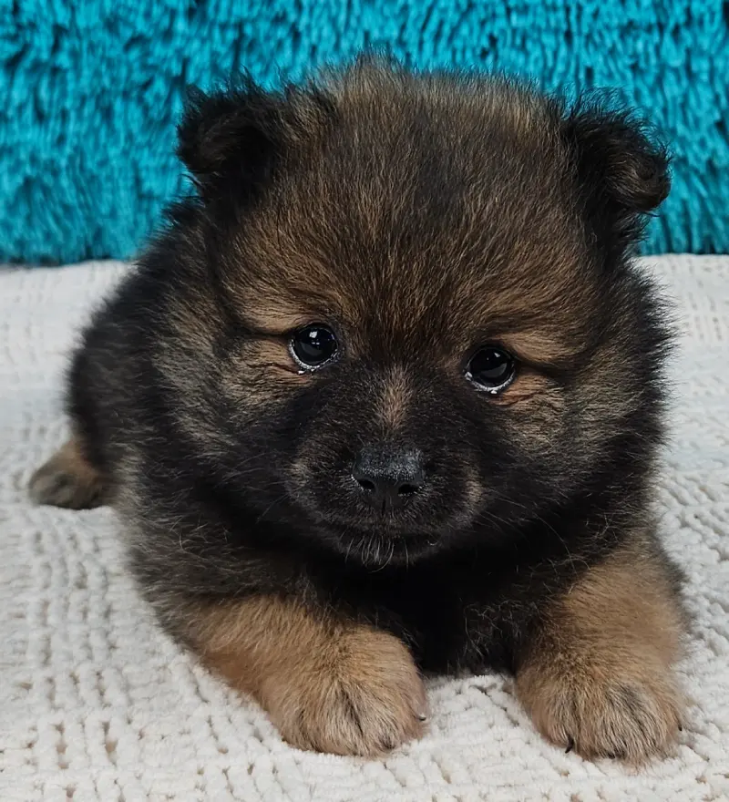 Tucker